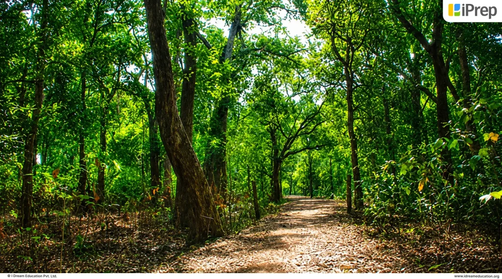 Dense forest pathway in Bastar, Chhattisgarh, crossed daily by students to reach their school