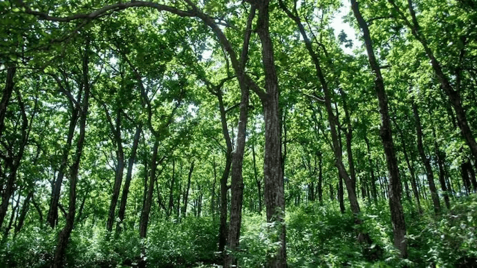 Forest – Remote School Visit